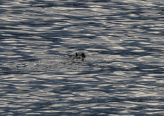 Hydromys chrysogaster