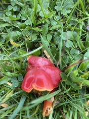 Hygrocybe coccinea
