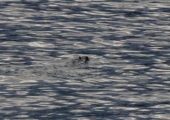 Hydromys chrysogaster