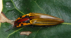 Semiotus imperialis