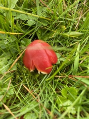 Hygrocybe coccinea