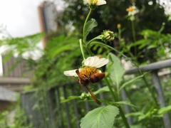 Rhynchium