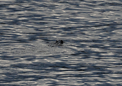 Hydromys chrysogaster