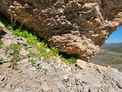 Eucnide bartonioides