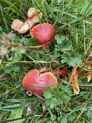Hygrocybe coccinea