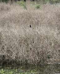 Chrysomus ruficapillus