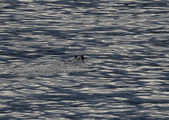 Hydromys chrysogaster