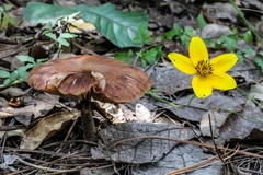 Cortinarius distans