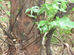 Asplenium oblongifolium