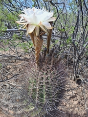 Echinopsis leucantha