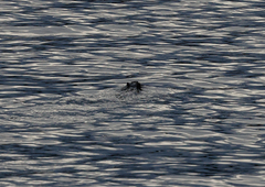 Hydromys chrysogaster