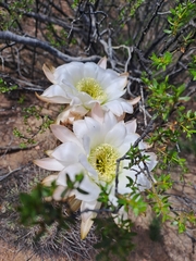 Echinopsis leucantha