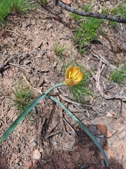 Zephyranthes gilliesiana