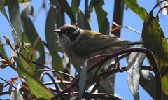 Melithreptus brevirostris