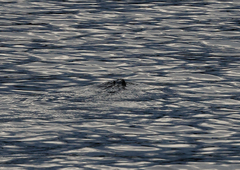 Hydromys chrysogaster