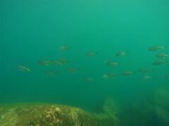 Caranx sexfasciatus
