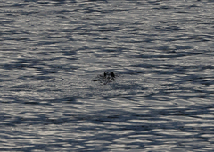 Hydromys chrysogaster