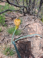 Zephyranthes gilliesiana