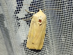 Noctua fimbriata