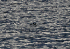 Hydromys chrysogaster