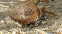 Bulla gouldiana