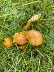 Hygrocybe ceracea