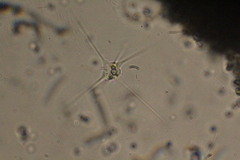 Amoebozoa