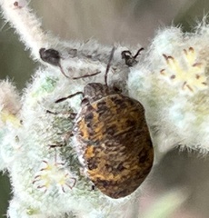 Orsilochides stictica