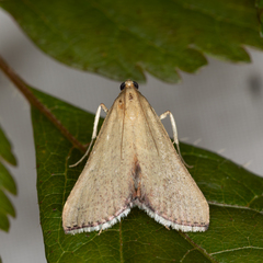 Hypsopygia albidalis