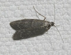 Heteromicta pachytera