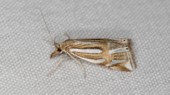 Hednota bifractellus