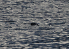 Hydromys chrysogaster