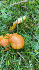 Hygrocybe ceracea
