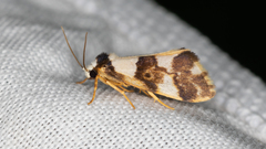 Philenora aspectalella