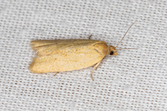Clepsis divulsana