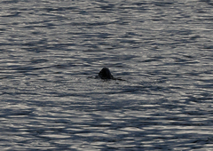 Hydromys chrysogaster