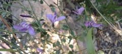Carlowrightia serpyllifolia