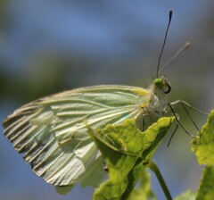 Leptophobia