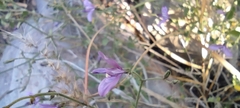 Carlowrightia serpyllifolia