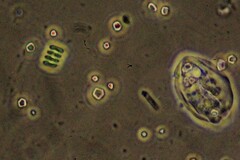 Scenedesmus