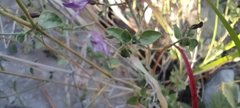 Carlowrightia serpyllifolia