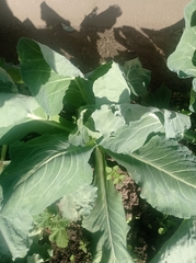 Brassica oleracea capitata