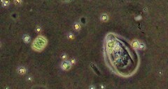 Scenedesmus