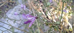 Carlowrightia serpyllifolia