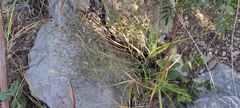 Carlowrightia serpyllifolia