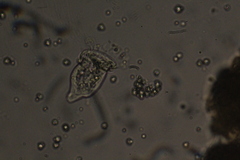 Sessilida
