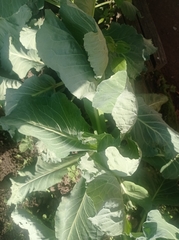 Brassica oleracea capitata