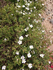 Frankenia pauciflora
