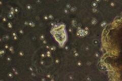 Sessilida