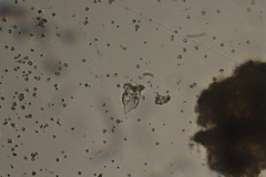 Sessilida
